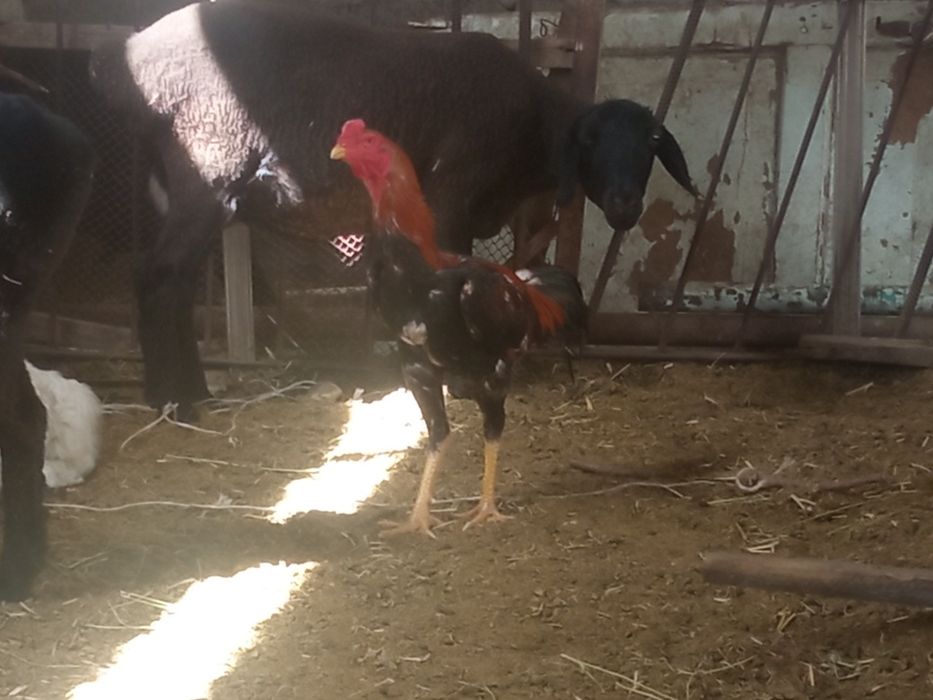 Дакан хоруз ва товуклар сотилади