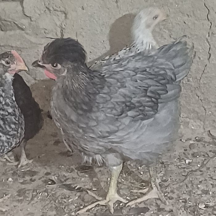 3 айлық тауық цветной