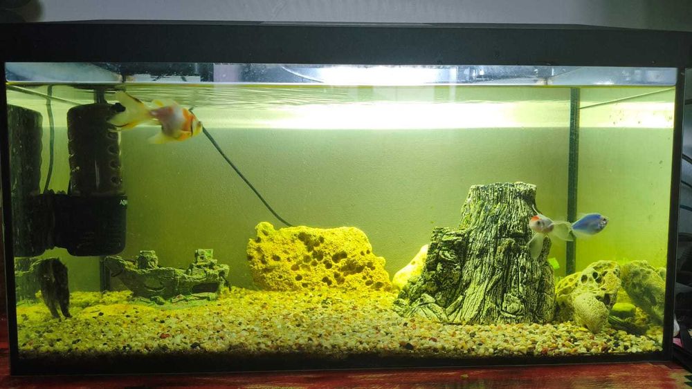 Vând acvariu utilat plus pești