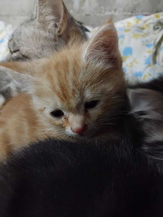 бенгальская кошка