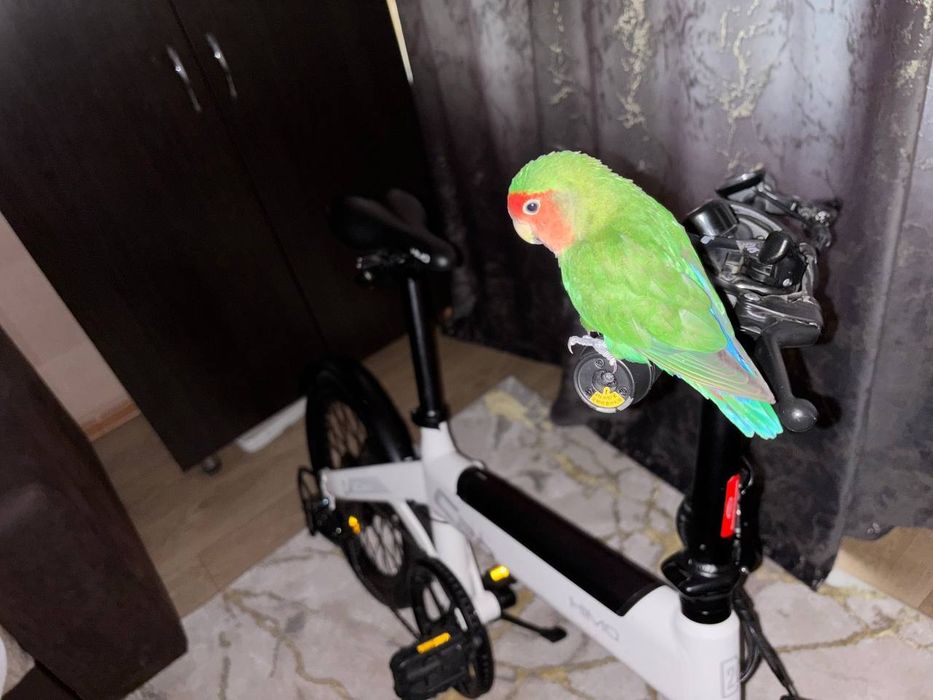 электровелик  HIMO C20