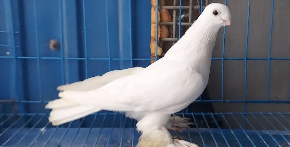 Голуби    Голуби