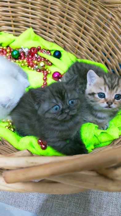 Продам породистых котят