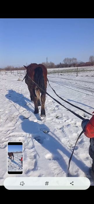 Disponibil manz de 8 luni armăsar