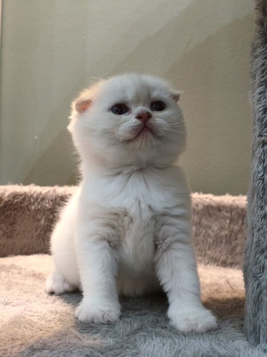 Шотландцы котята