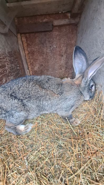 Iepuri Uriasi German