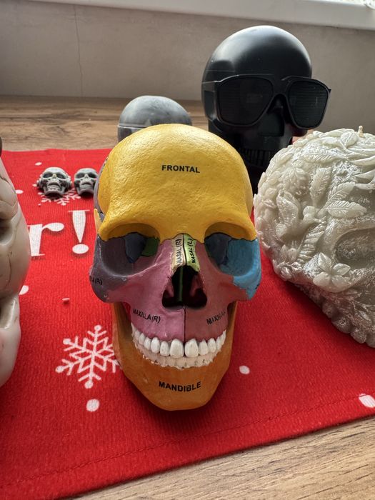 Коллекция черепов