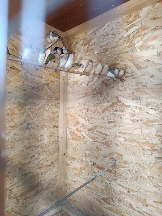 Продам Амадины читайте в описании.