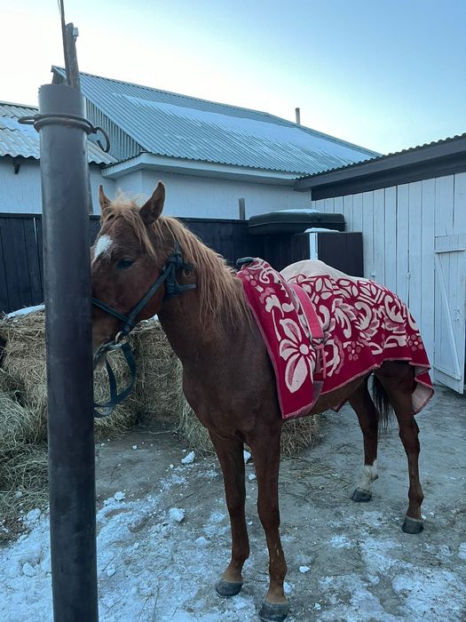 Продам жеребца,англо буденный