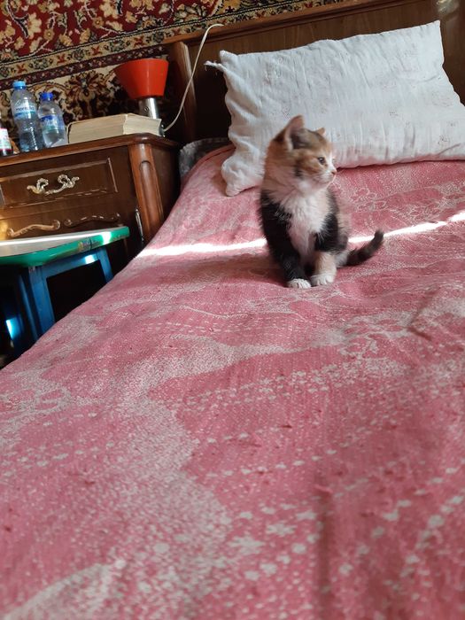 Здравствуйте отдам даром котят