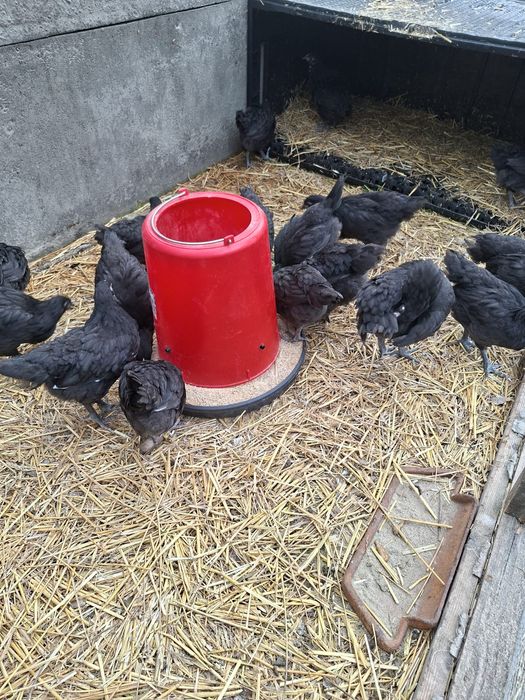 Pui Australorp de 6 saptamani