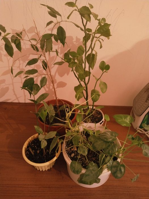 Растения красывый