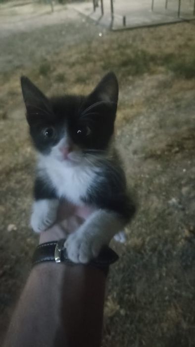 Отдам котёнка даром в хорошие руки