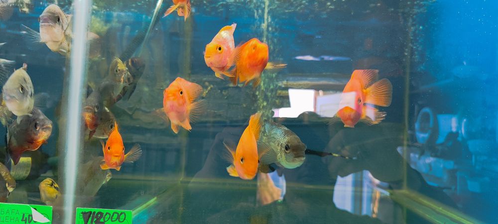 Аквариум балыктары сатылады