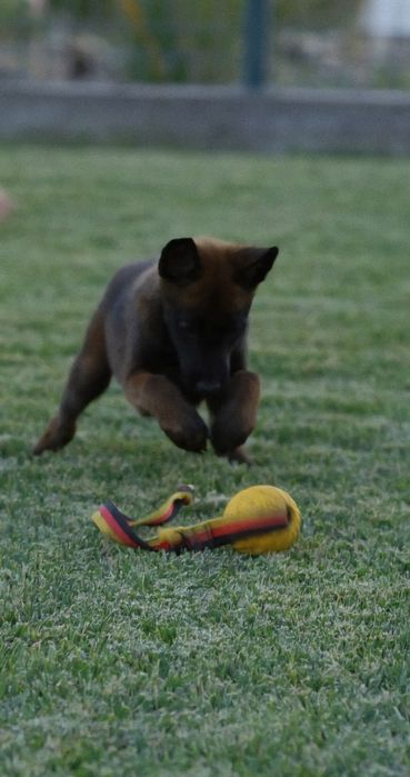 Кученца Белгийска Овчарка Малиноа