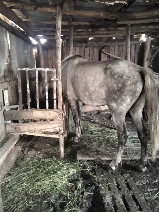 Лошадь обмен либо продажа