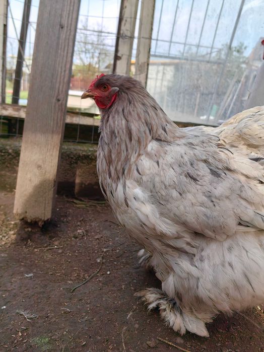 Pasari Cochinchina,Phoenix,metis Ayam Cemani