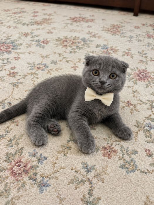 Mushuk sotiladi scottish fold