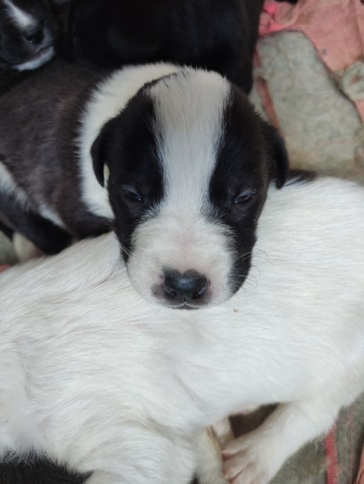 Щенки стаффа и азиата