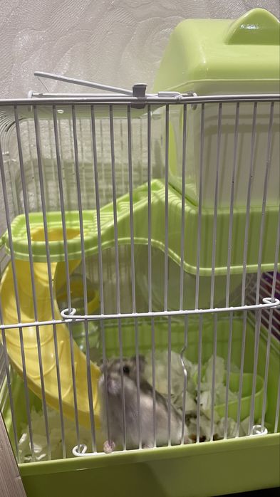 Продается хомячок