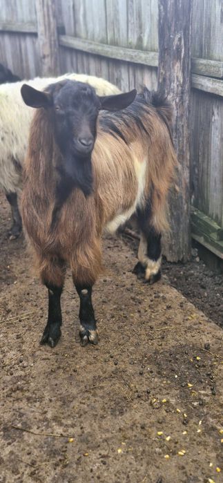 Vand 2 capre si o oaie