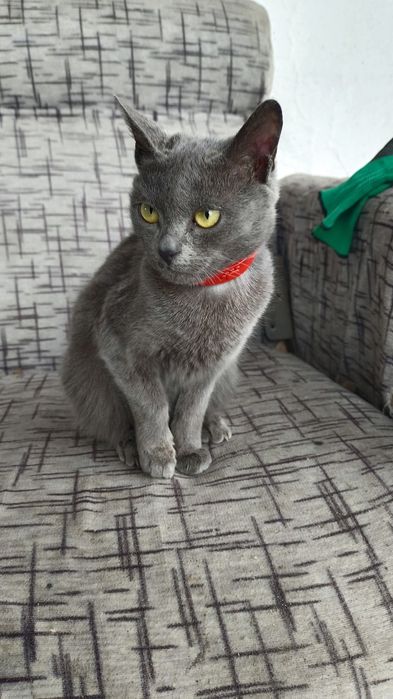 Продам котят ...