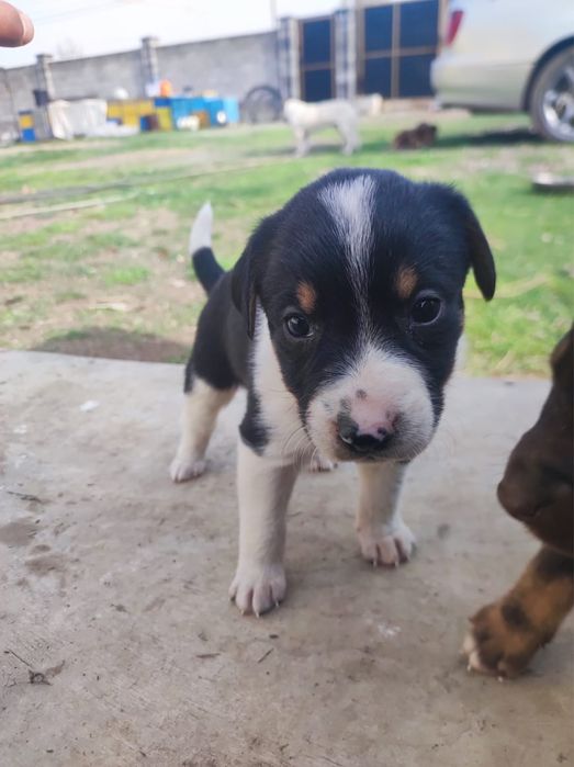 Охотничьи щенки полу Курцхаар даром