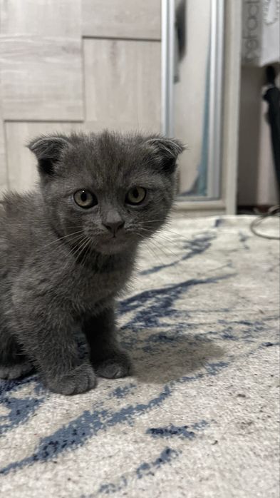 Отдам котёнка в добрые руки. Mushukchani mehribon qo‘llarga beramiz