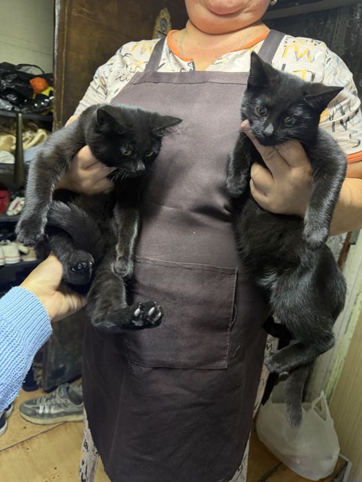 Отдам котят мышеловы