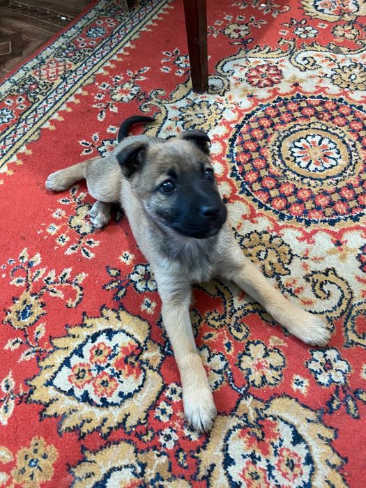 Пропала собачка