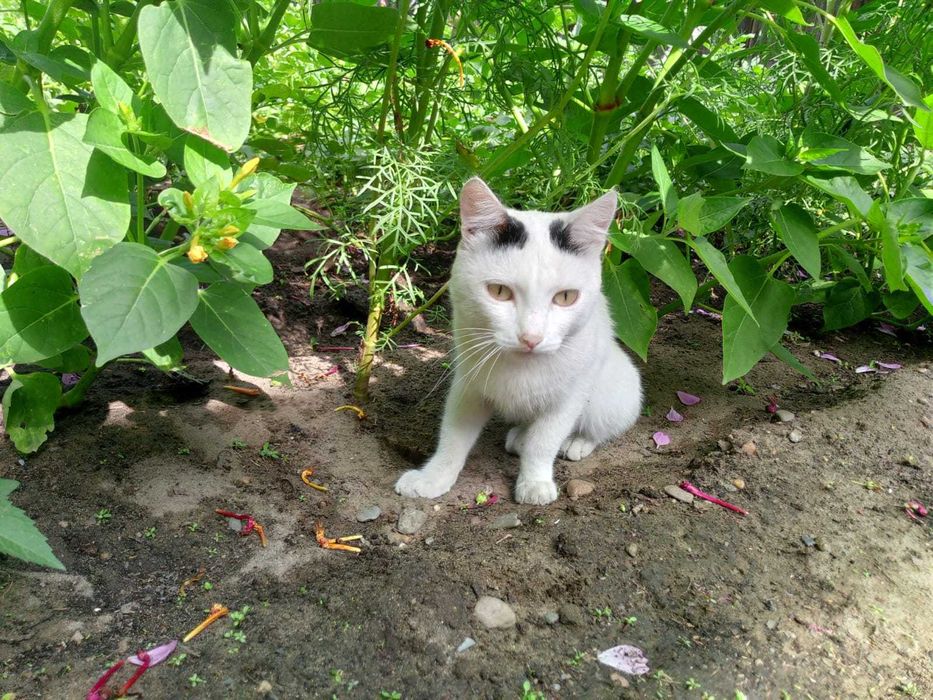 Отдам кота бесплатно