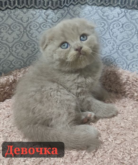 Продаются котята правильной вязки