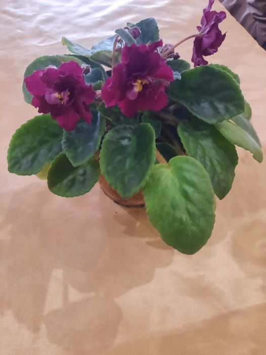 Комнатные цветы .