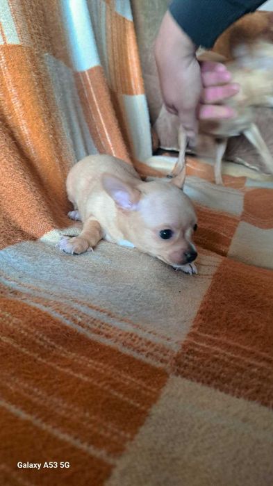 Продавам Мини Пинчер и Пинчер