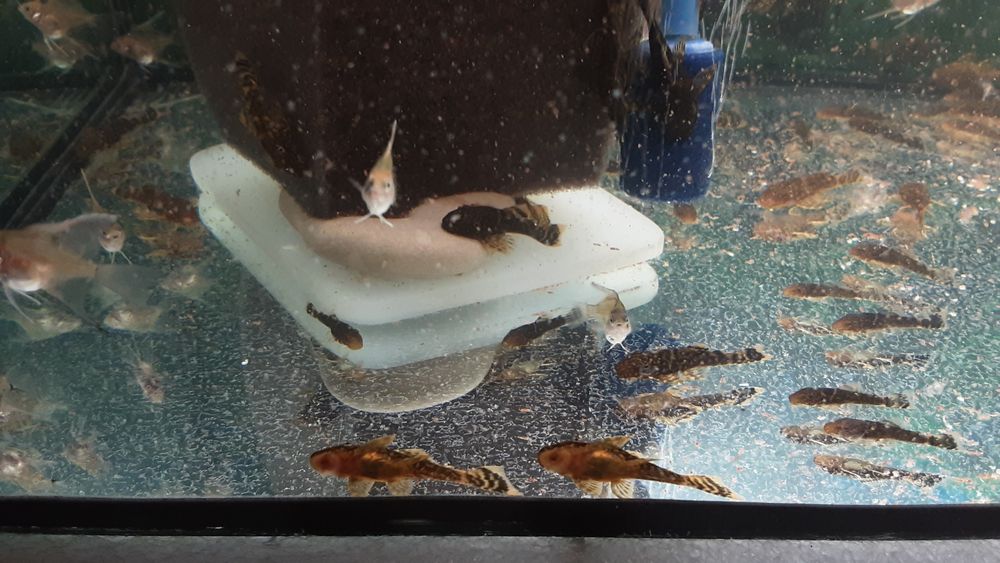 Анцитрусы.  300тг.