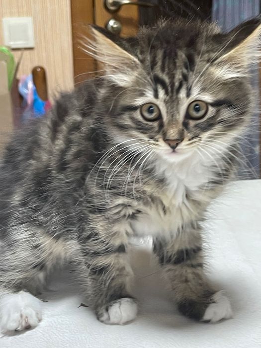 Котята в надежные руки