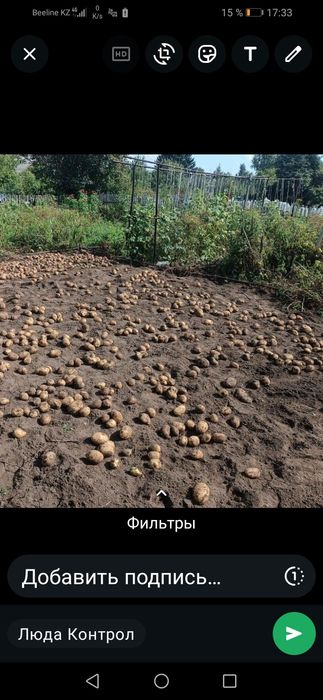 Продам картошку дачную