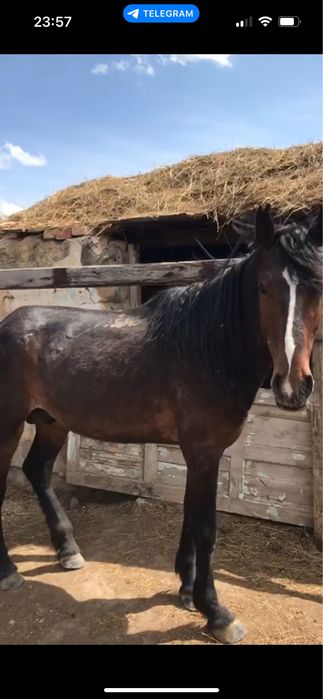 Айғыр сатылады Полукровка Жартықанды