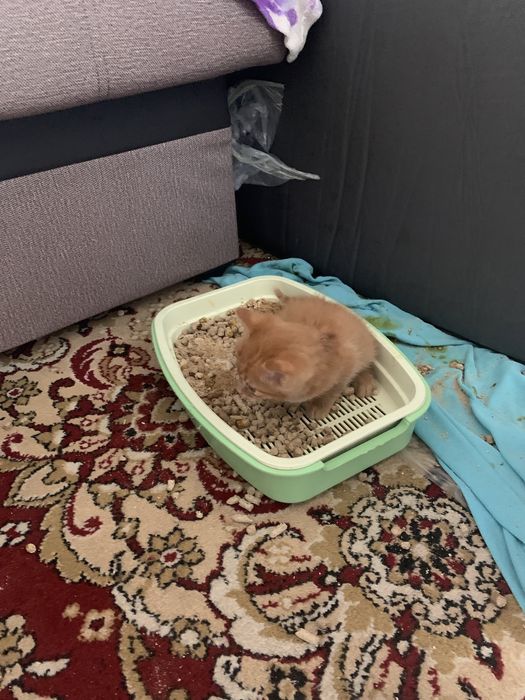 Британские котята