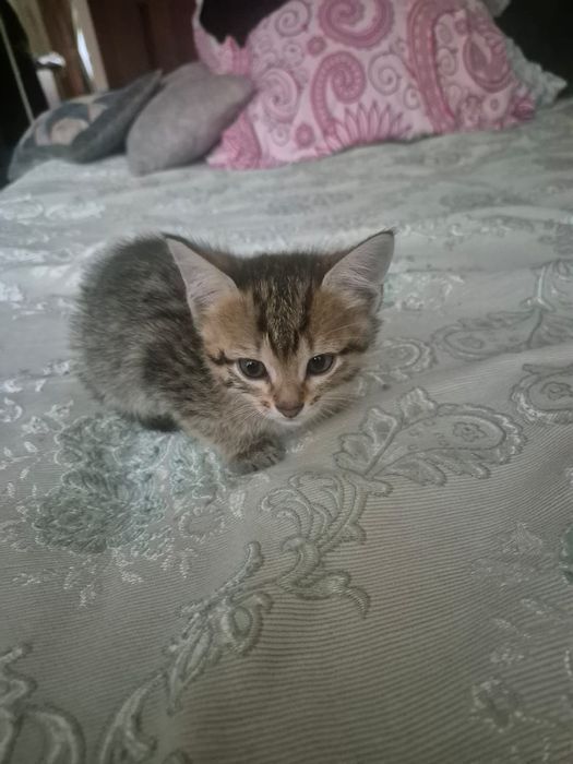 Отдам двух котят мальчики