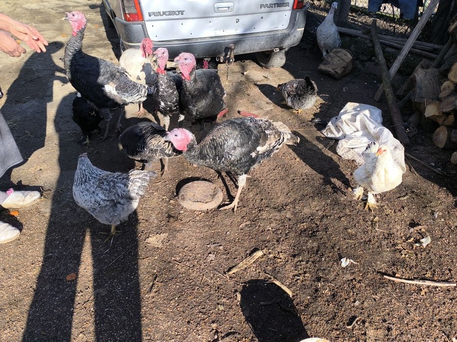 Продават се Пуйки