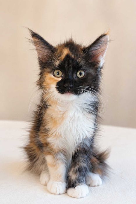 Maine Coon Felisa Lynx Rune Code Pui Maine Coon femelă – Capodoperă Genetică, pedigree(Desen Caramel Rarist) |