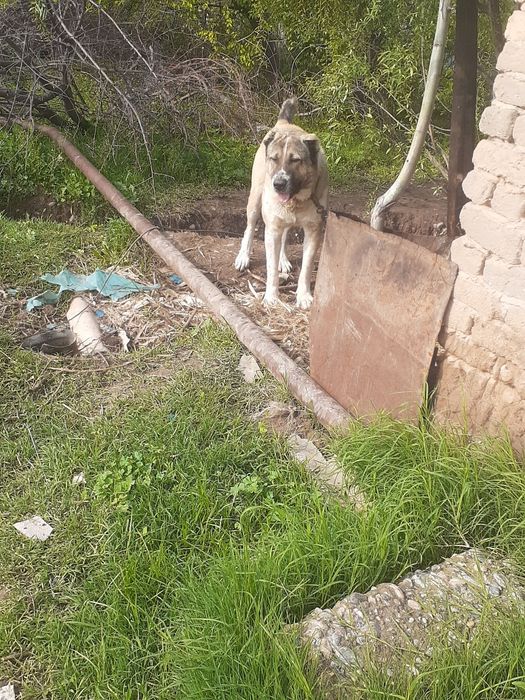 Алабай кучук сотилади ,соглом ва зотли