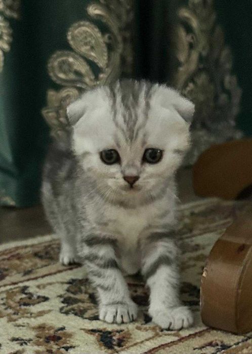 котята шотландские