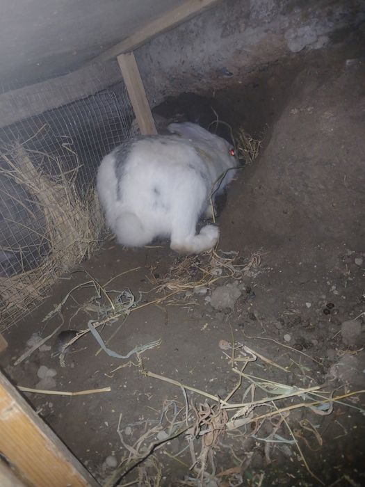 Quyonlar sotiladi 2 ta moda   1 ta nar modalar bo'g'oz narxi 300 ming.