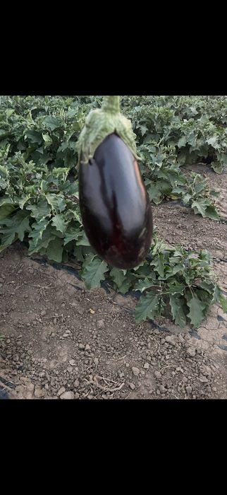 Vinete de vanzare