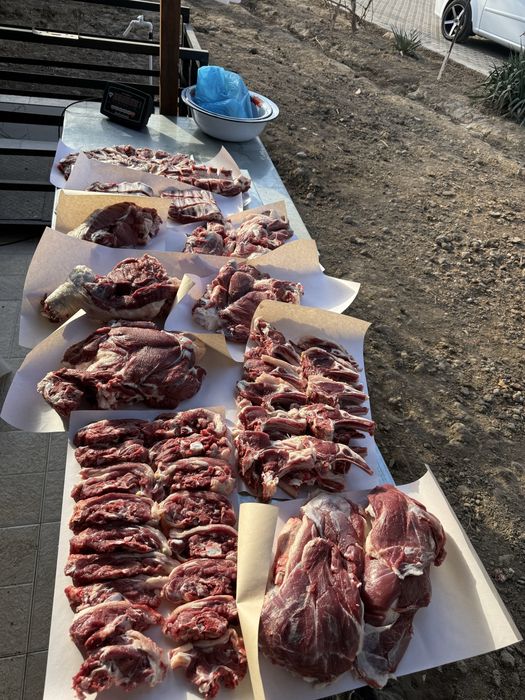 Qoʻshqorlar sotamiz qoylar qoʻylar