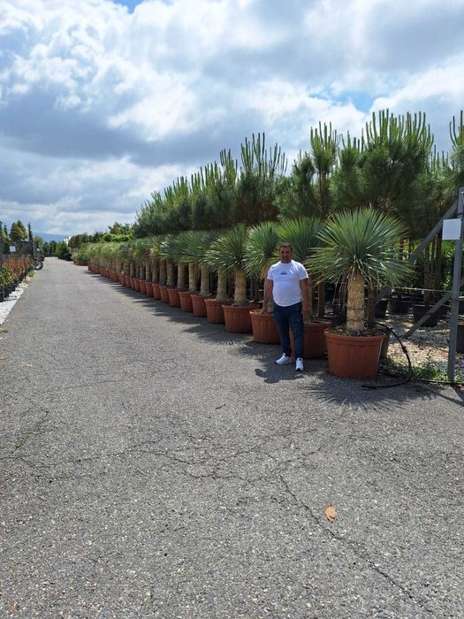 plante ornamnetale
