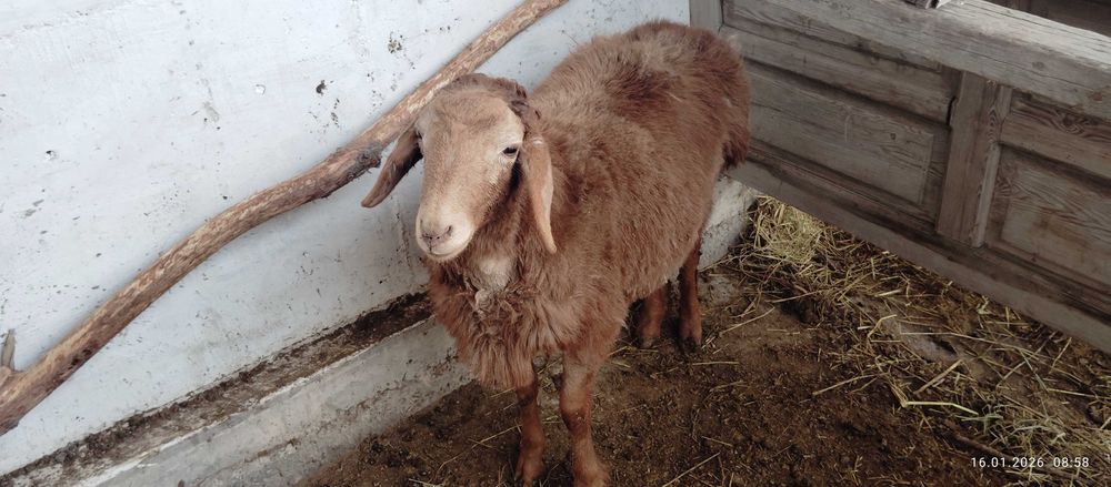 Қўй сотилади арашан