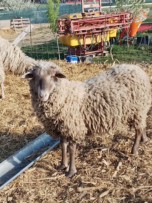 Berbecuți de vânzare